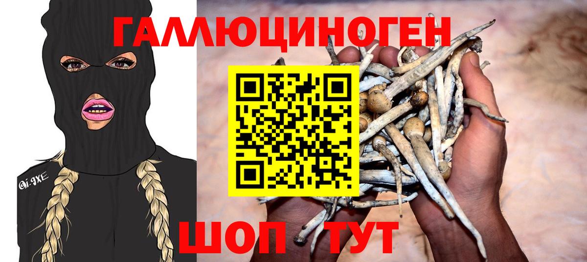 Псилоцибиновые грибы Psilocybe  Псилоцибиновые грибы прущие грибы  Вход с VPN  Глазов 